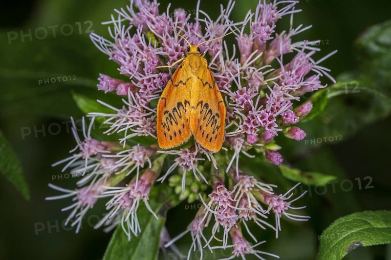 Rosy footman