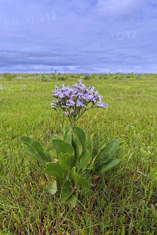 Common sea-lavender