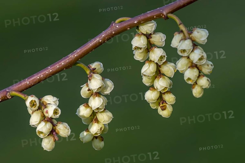 Early stachyurus