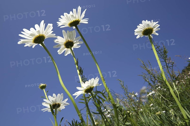 Marguerites