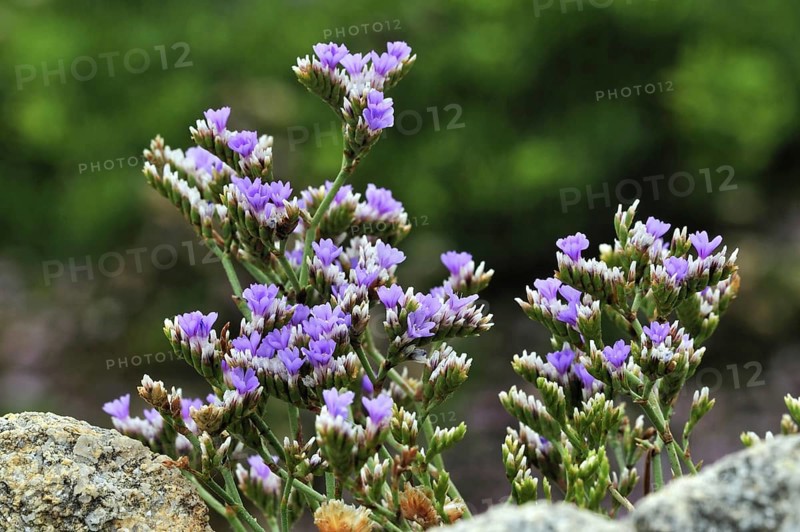 Rock sea lavender