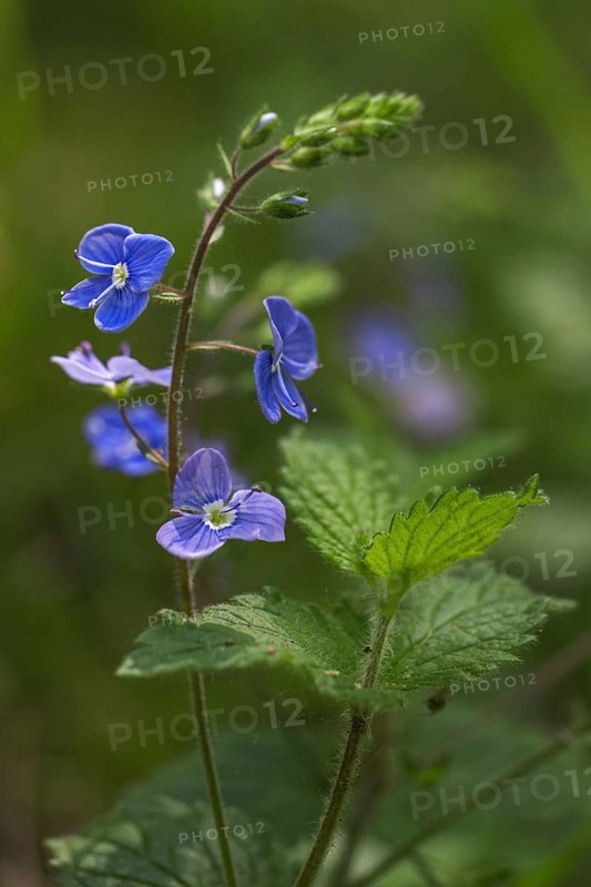 Germander speedwell