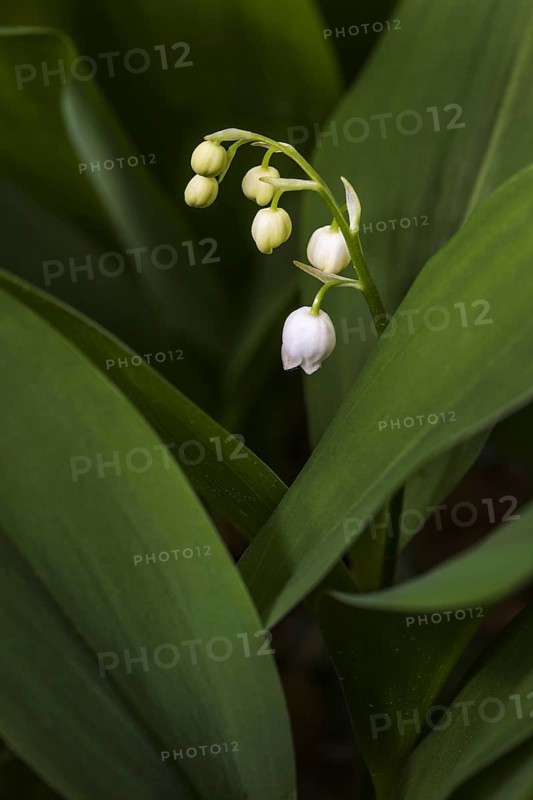 Lily of the Valley