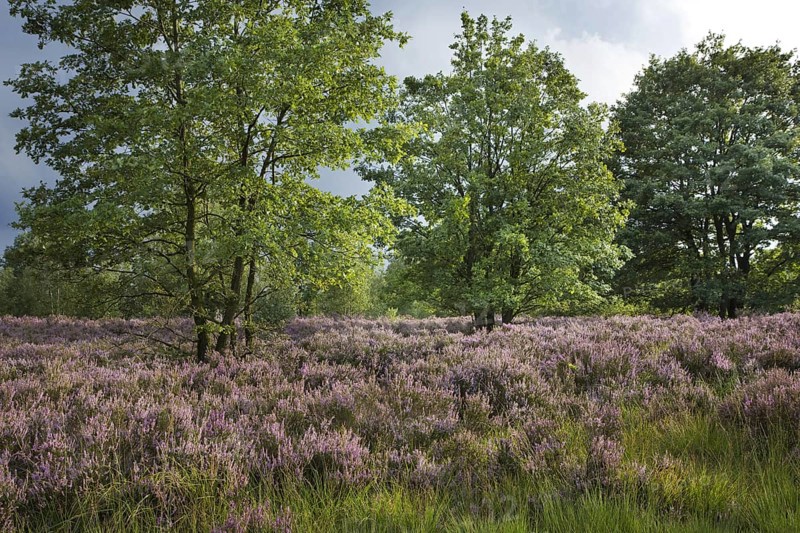 Heather flowering in heathland at the Hoge Kempen National Park