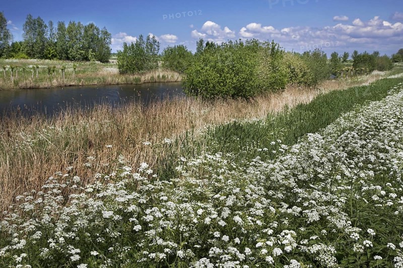 Cow parsley