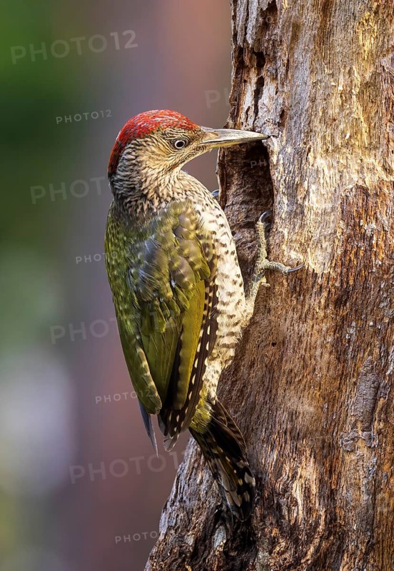European green woodpecker