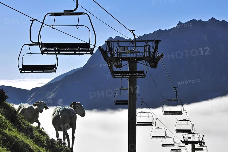 Sheep and empty chairlift in the mist at sunrise along the Col du Tourmalet in the Pyrenees