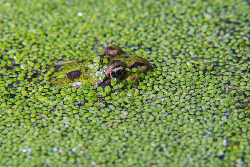 Edible frog