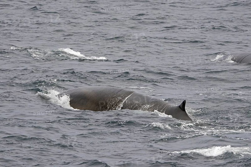 Two fin whales