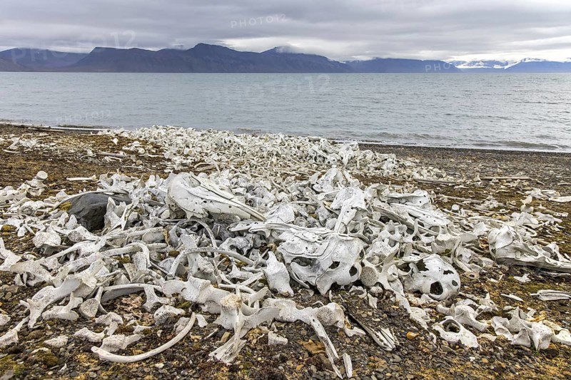 Beluga whale bones at the Bamsebu whaling station along Ingebrigtsenbukta bay shore near Kapp Toscana