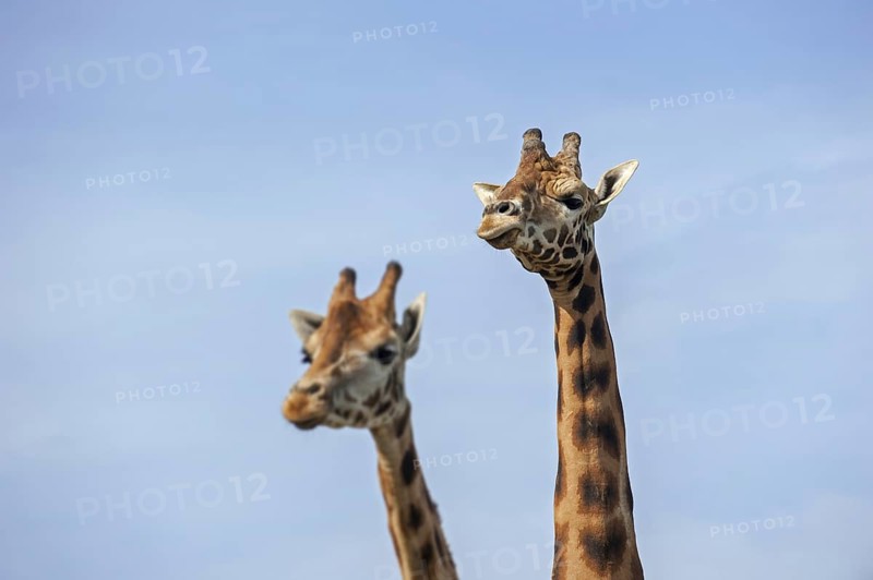 Male and female giraffes