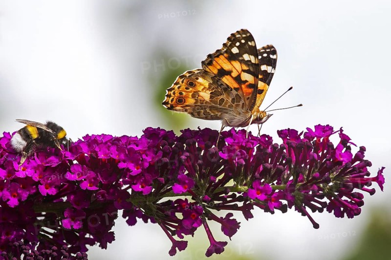 Painted Lady