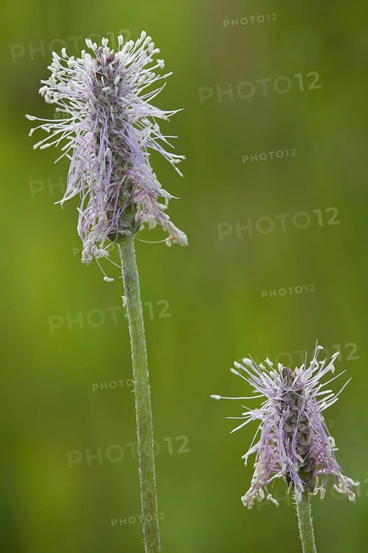 Hoary plantain