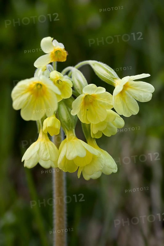 True oxlip