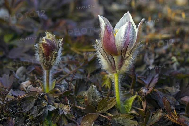 Spring pasqueflower