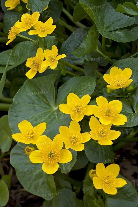 Marsh-marigold