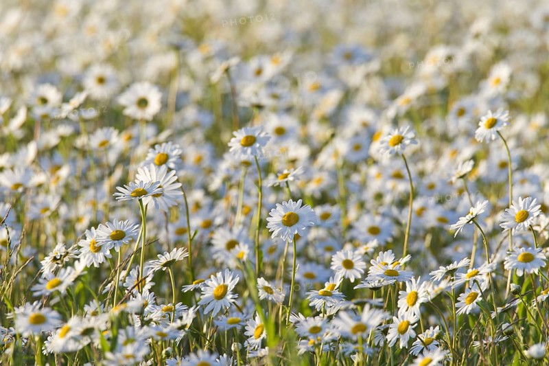Oxeye daisy