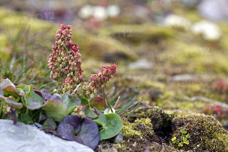 Mountain sorrel