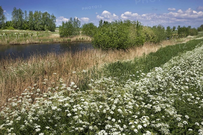 Cow parsley