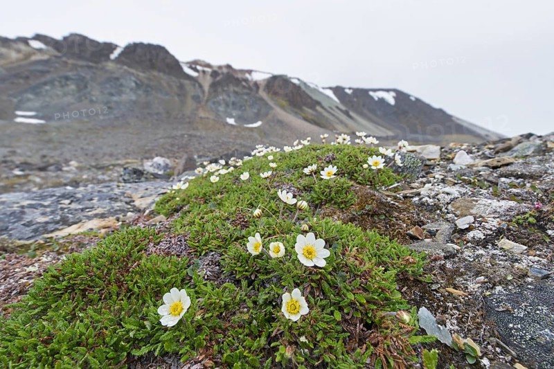 Mountain avens
