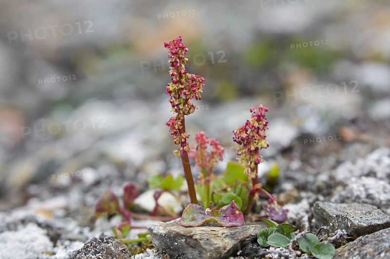 Mountain sorrel