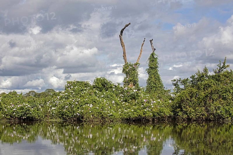 Vegetation along river in the Pampas del Yacuma in Bolivia