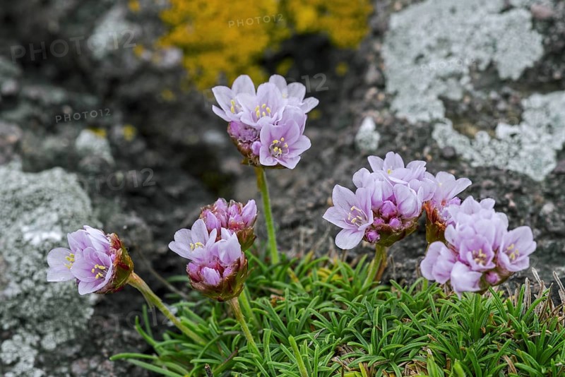 Sea thrift