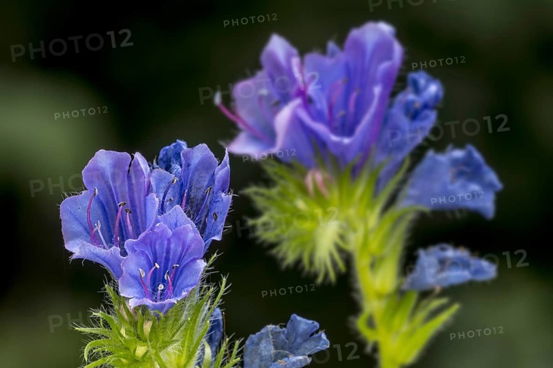 Viper's bugloss