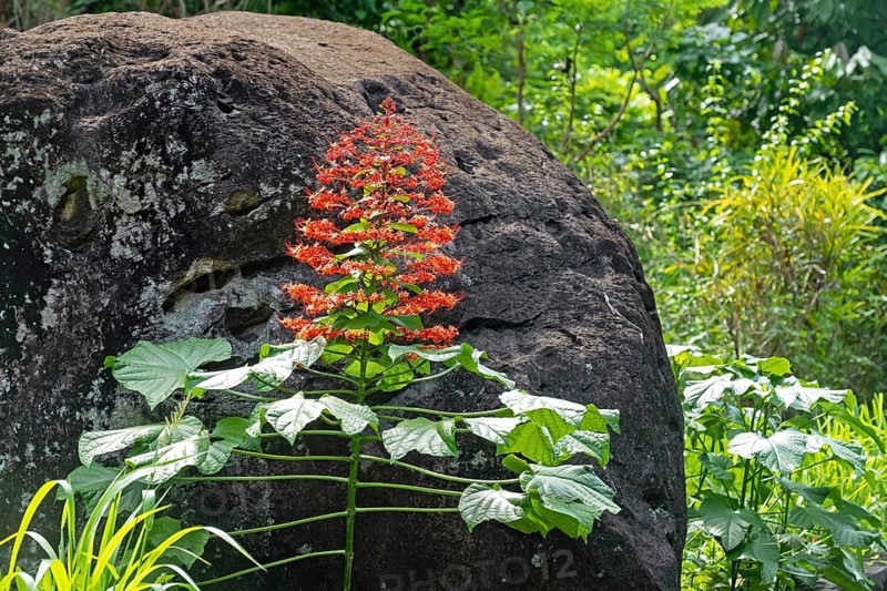 Pagoda flower