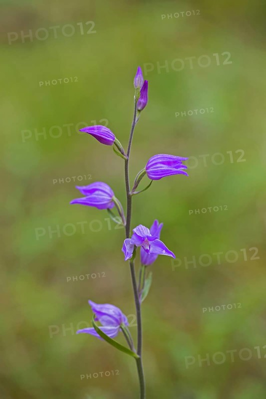 Red helleborine
