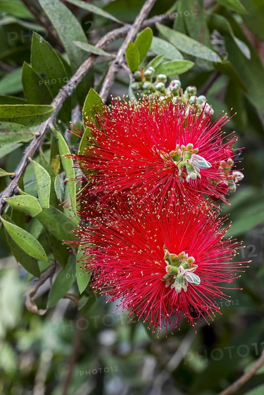 Bottlebrush
