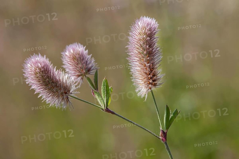 Haresfoot clover