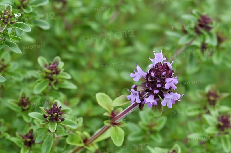 Wild thyme