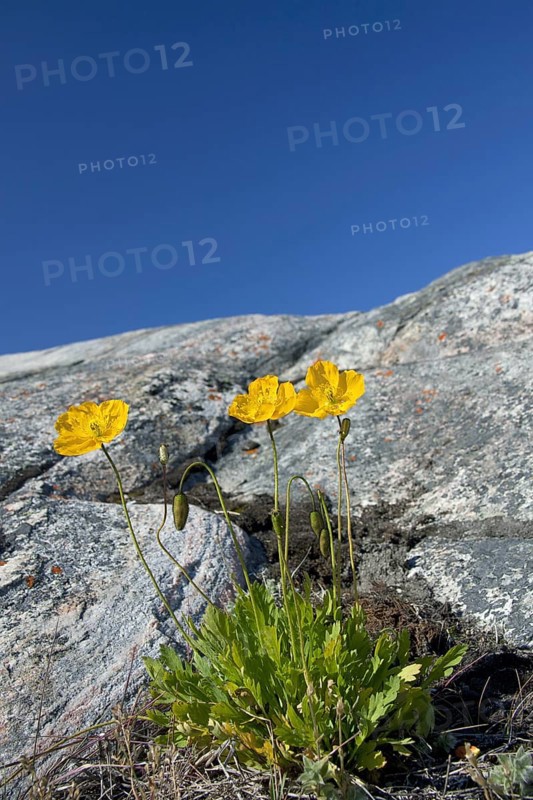 Arctic poppy
