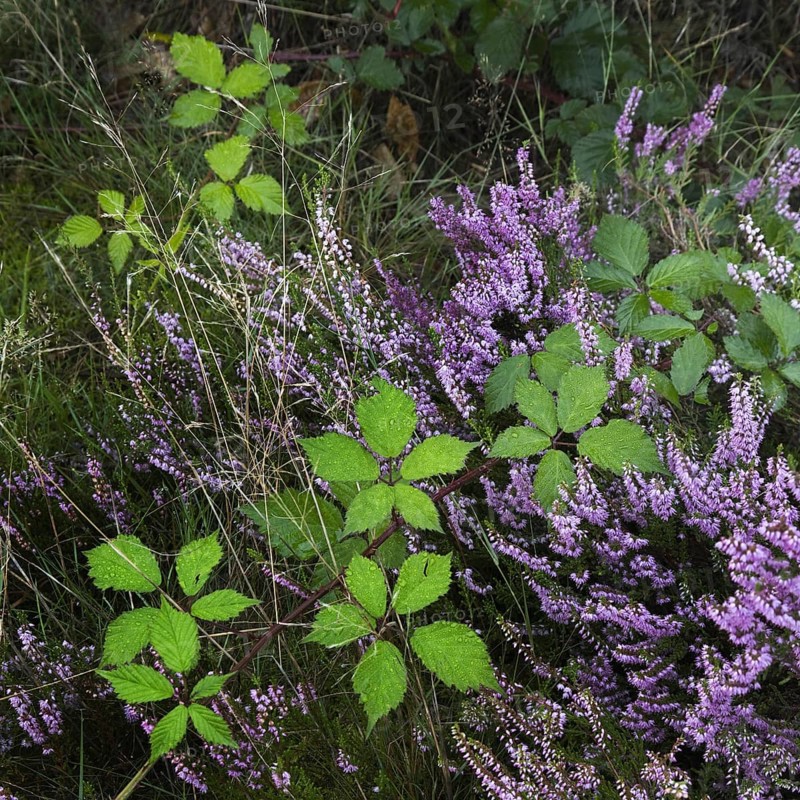Blackberry and heather flowering in heathland at the Hoge Kempen National Park