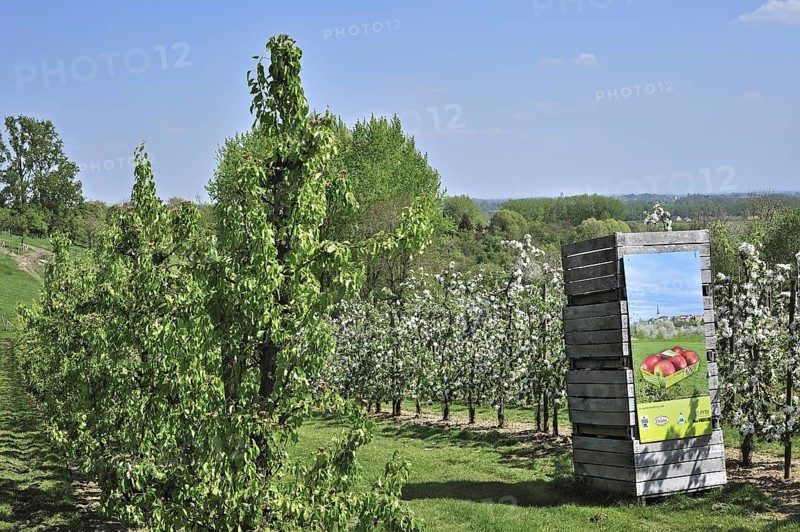 Wooden crates in half-standard Jonagold apple tree