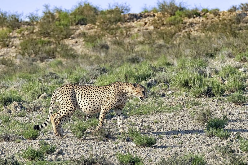 Cheetah