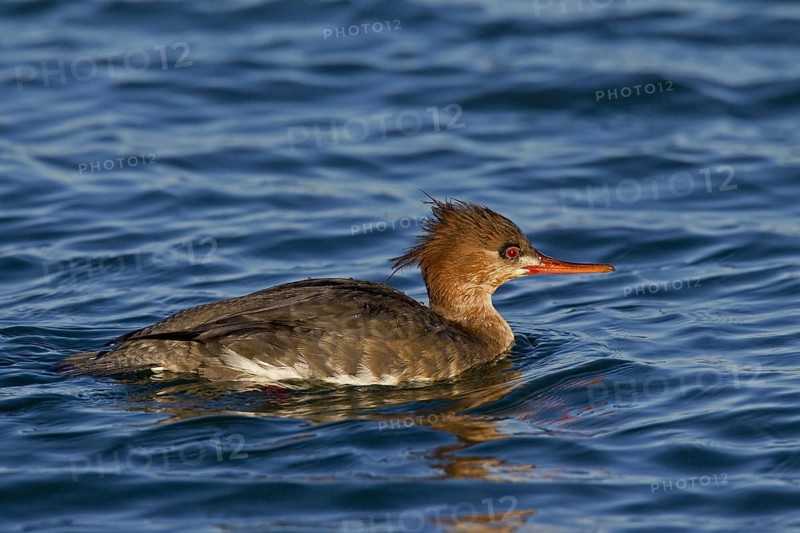 Red-breasted merganser