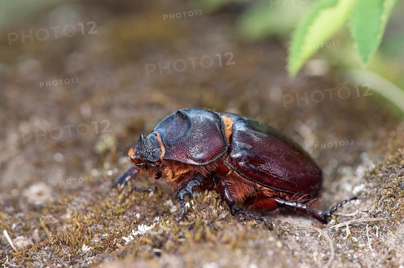 Stag beetle female