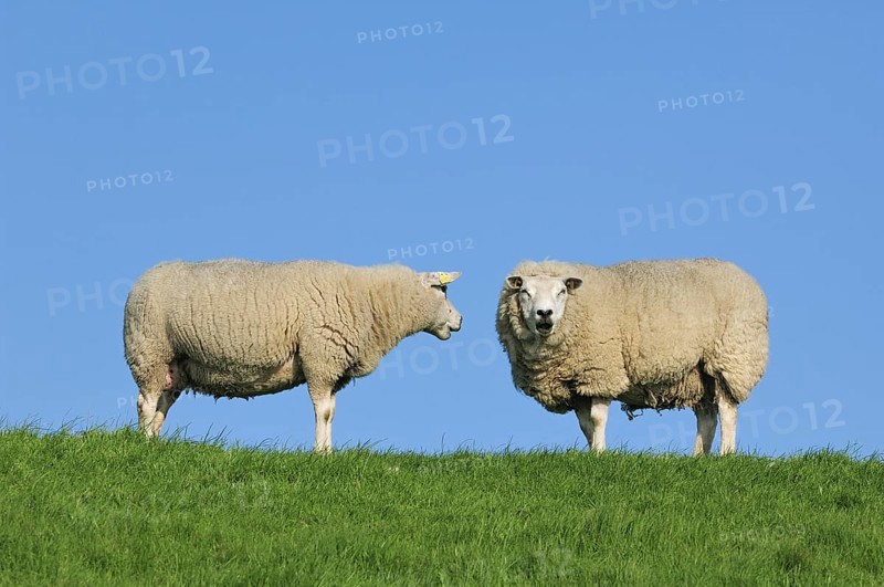 Two domestic Texel sheep