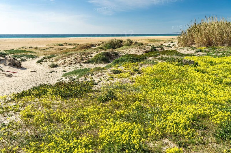 Playa de Los Lances beach in Tarifa