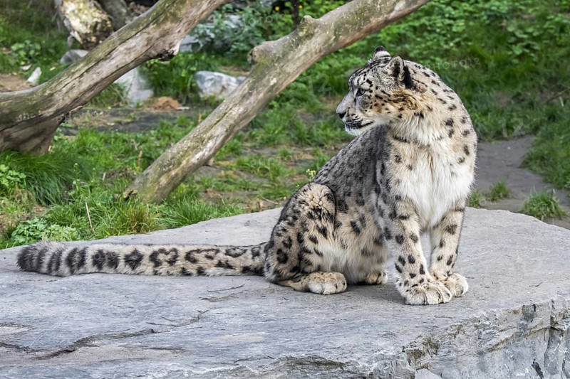 Snow leopard