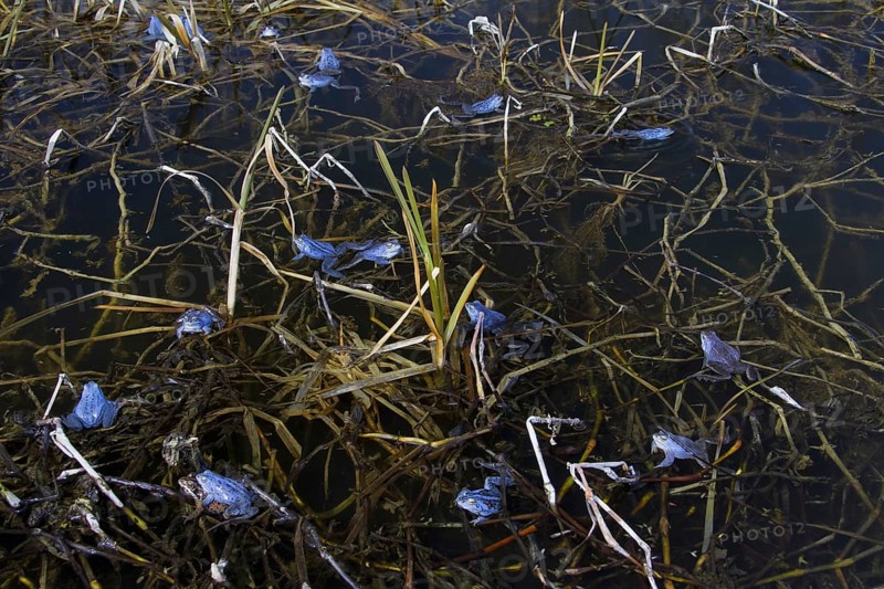 Moor Frogs