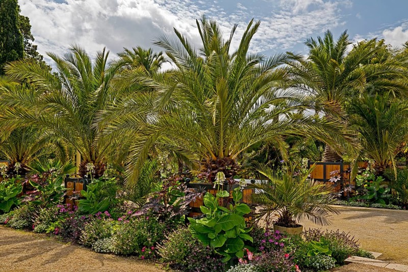 Palm Garden