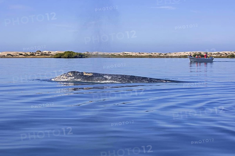 Tourists in tourist boat watching Pacific gray whale