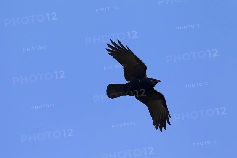 Carrion crow