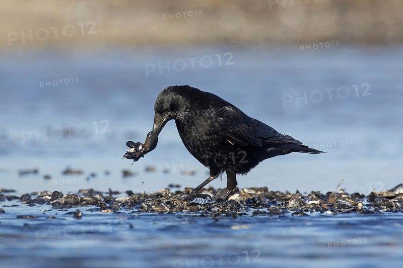 Carrion