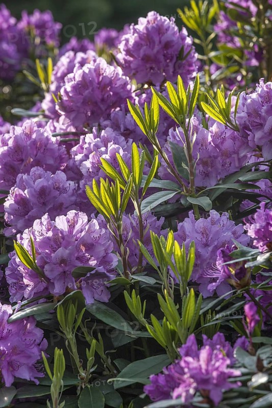 Common rhododendron