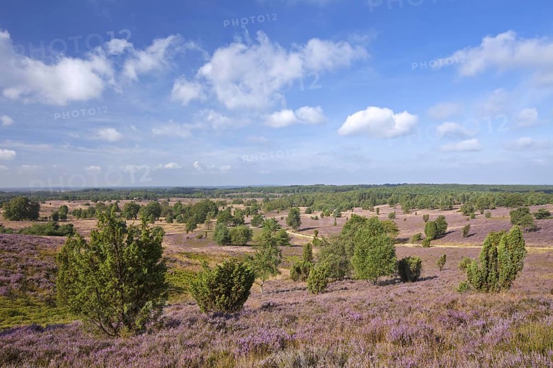 Lueneburg Heath