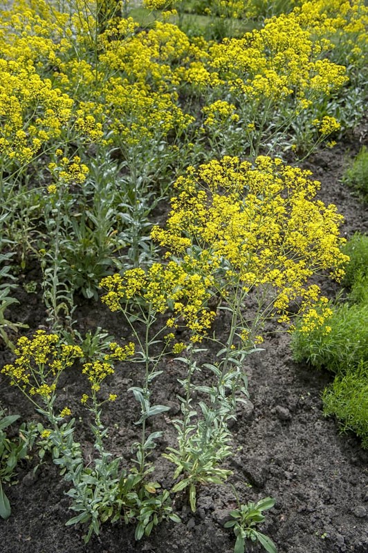 Dyer's woad